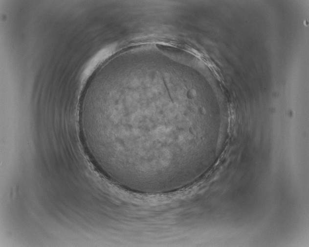 X0000066510006200603201310