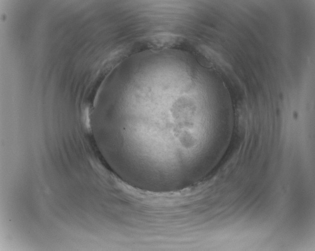 X0000066510042200603201309