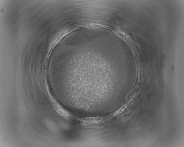 X0000066510049200603201308
