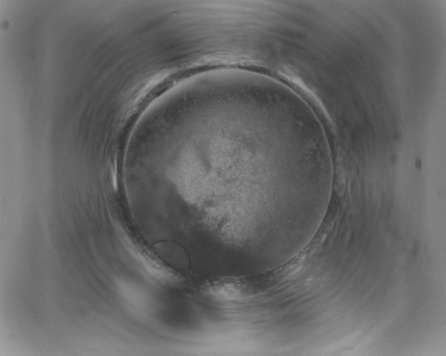 X0000066510062200603201309