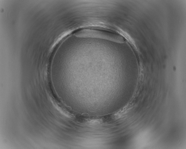 X0000066510155200603201307