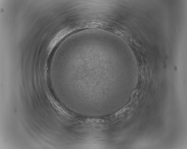 X0000066510242200603201305