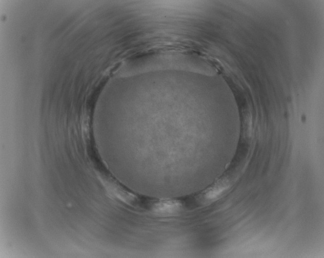X0000066510274200603201306