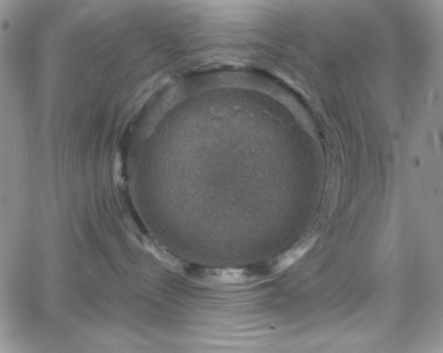 X0000066510288200603201306