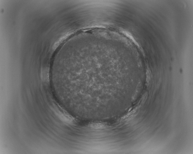 X0000066510299200603201305