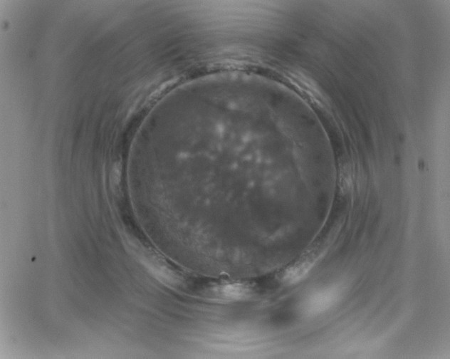 X0000066510365200603201304