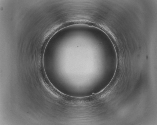 X0000066510533200603201301