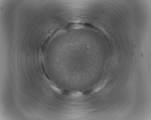 X0000066510576200603201301