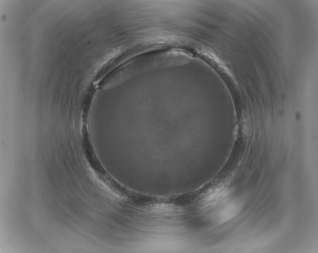 X0000066510637200603201259