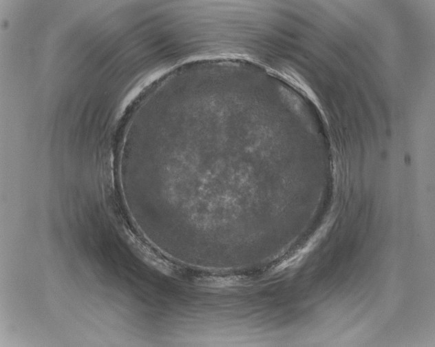 X0000066510781200603201257