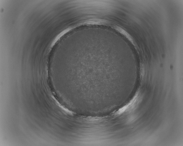 X0000066510829200603201256