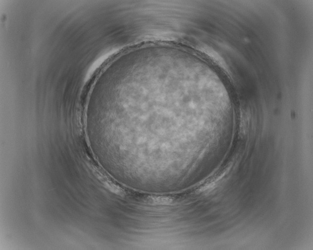 X0000066510878200603201256