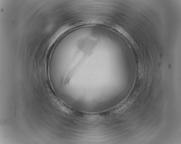 X0000066510886200603201255