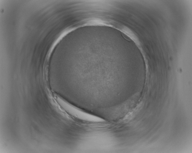 X0000066511008200603201253