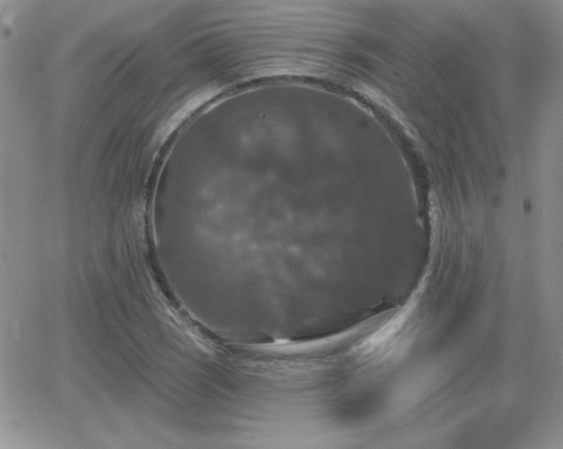 X0000066511121200603201251