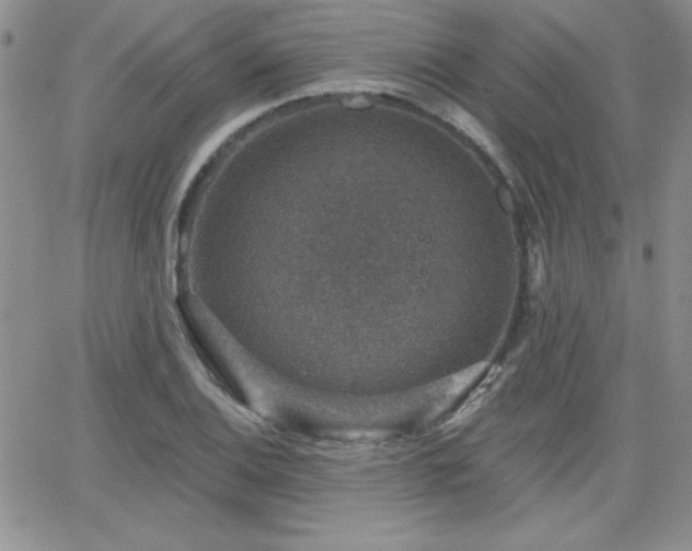 X0000066511124200603201251