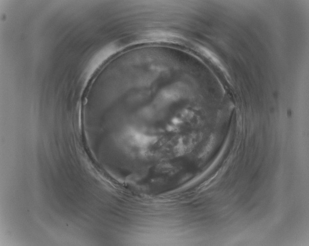 X0000066511275200603201249