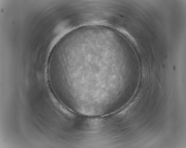 X0000066511278200603201249