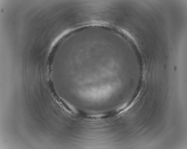 X0000066511310200603201248