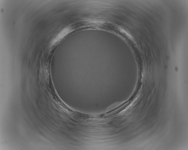 X0000066511354200603201248