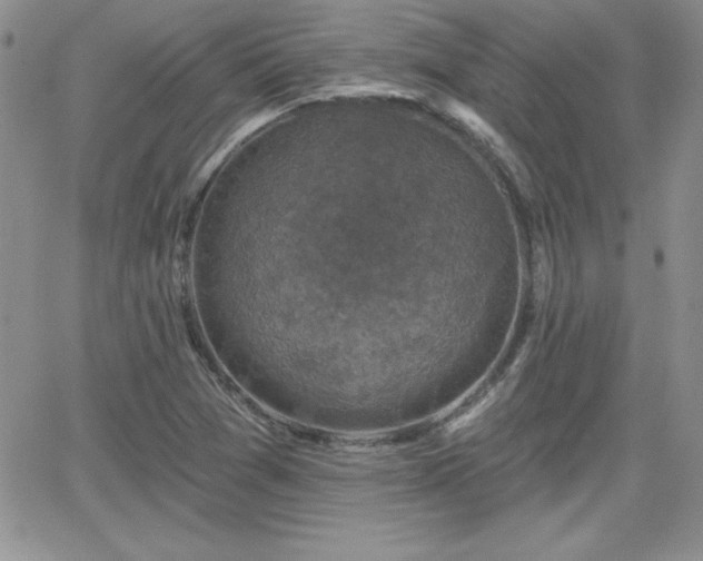 X0000066511361200603201248