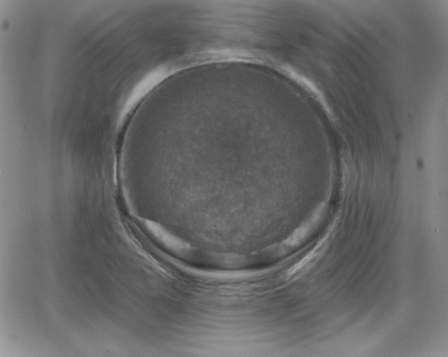X0000066511365200603201248