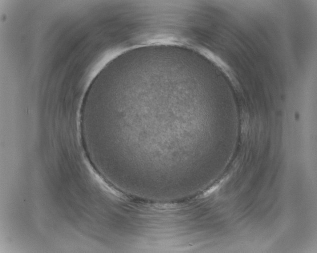 X0000066511423200603201247
