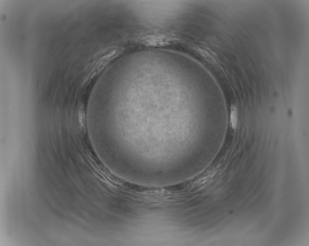 X0000066511444200603201246