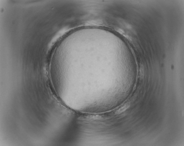 X0000066511454200603201246