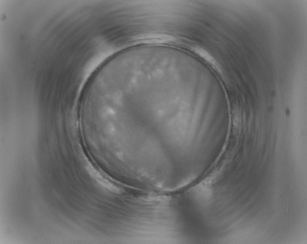 X0000066511466200603201246