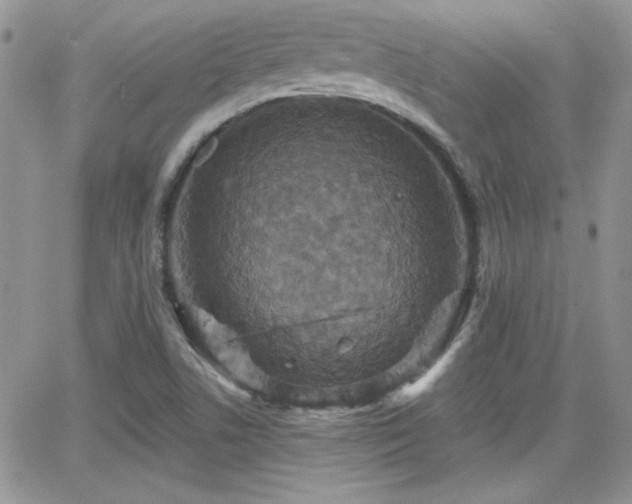 X0000066511506200603201245