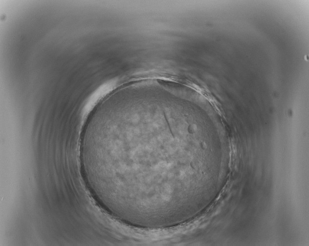 X0000066510006200603241318