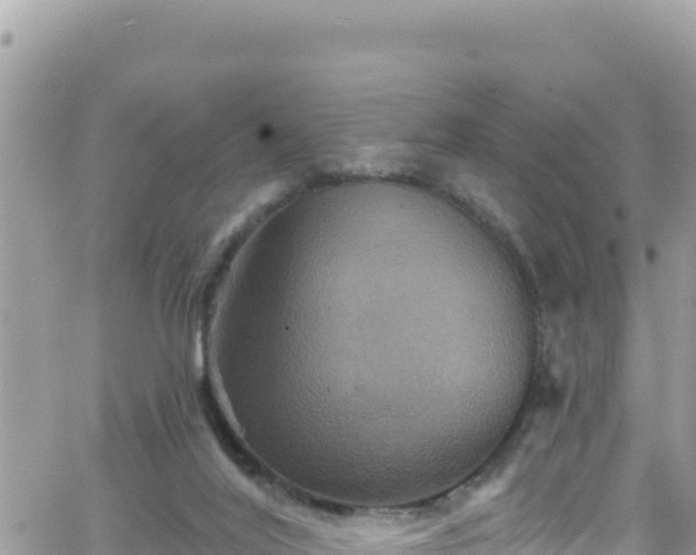 X0000066510020200603241318