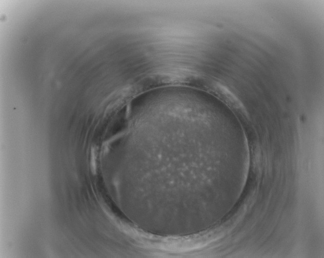 X0000066510026200603241318