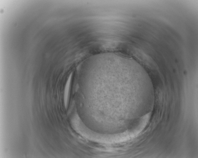 X0000066510033200603241318