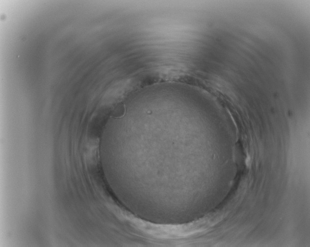 X0000066510034200603241318