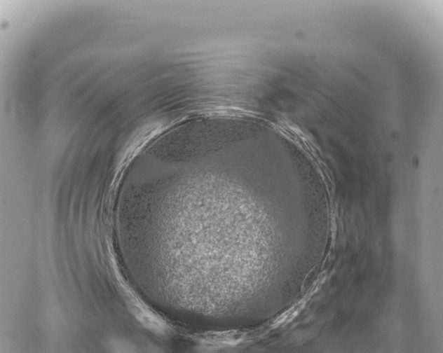 X0000066510049200603241317