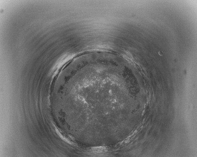 X0000066510050200603241317