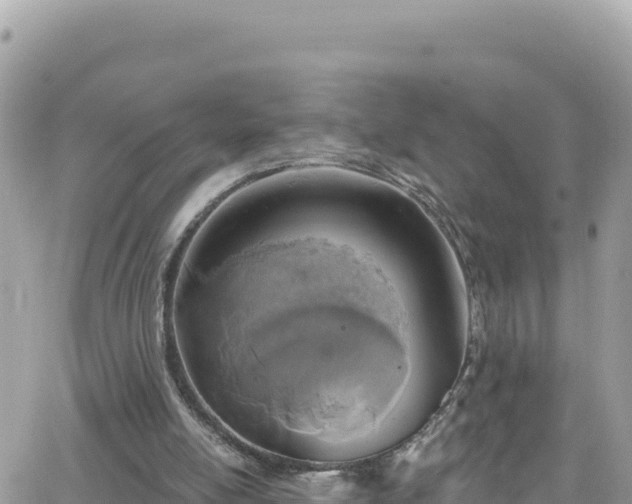 X0000066510054200603241317