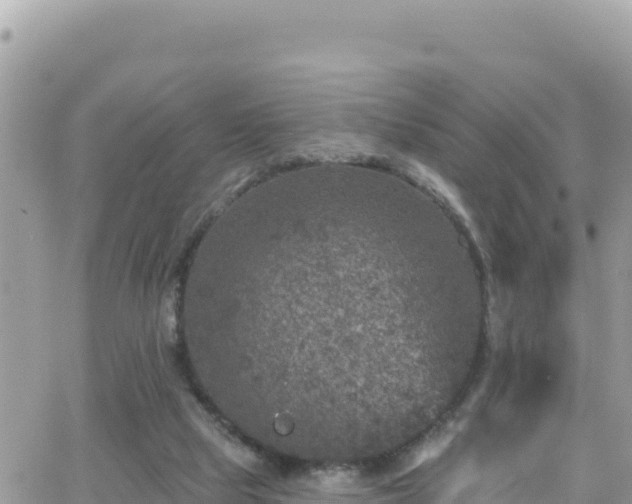 X0000066510065200603241317