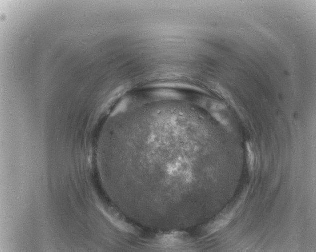 X0000066510072200603241317