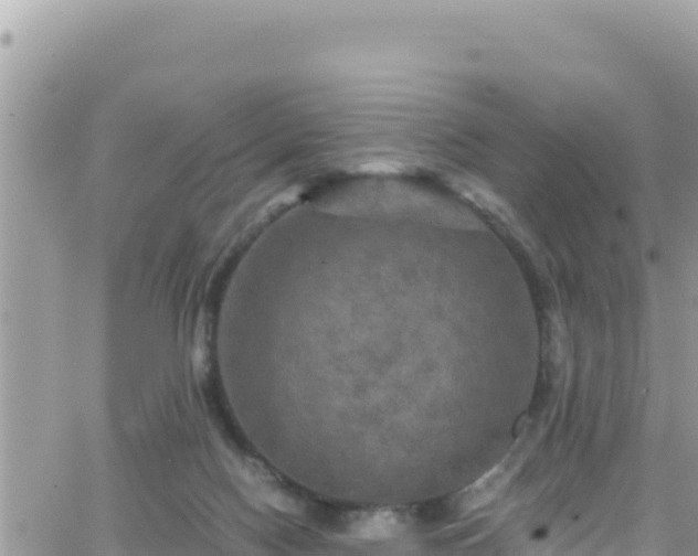 X0000066510074200603241317