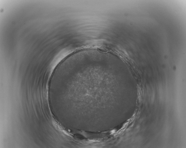 X0000066510100200603241317