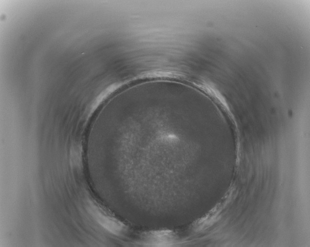 X0000066510108200603241316