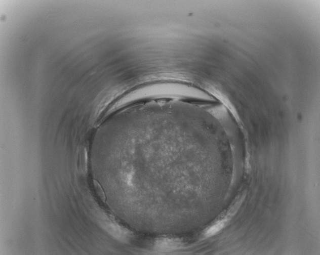 X0000066510109200603241316