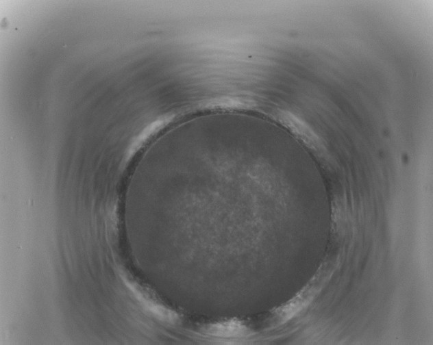 X0000066510112200603241316