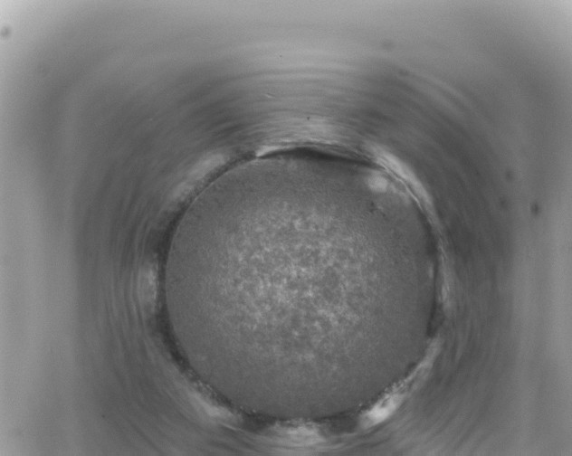 X0000066510113200603241316