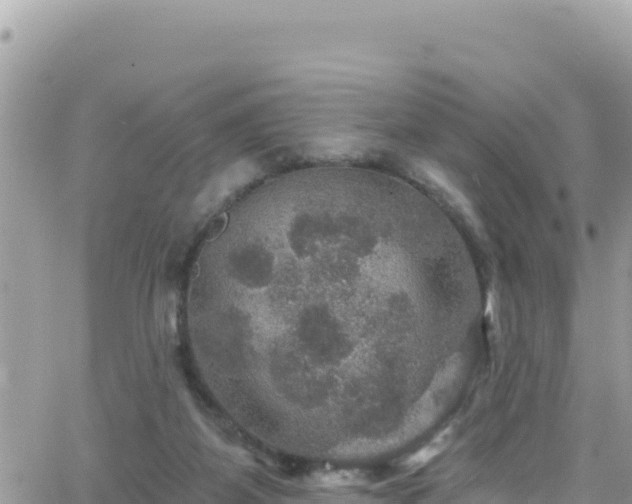 X0000066510115200603241316