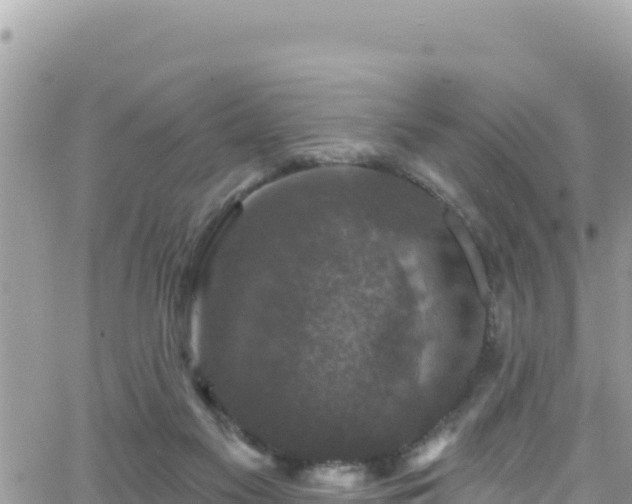 X0000066510117200603241316