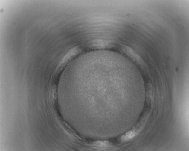 X0000066510119200603241316